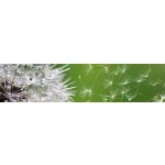 DIMEX KI260-012 Samolepící fototapeta do kuchyně Dandelion rozměry 260 x 60 cm – Hledejceny.cz
