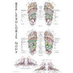 MedHelp Plakát REFLEXOLOGIE NOHY 63x47cm – Zboží Dáma