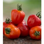 Rajče Jahodo Solanum lycopersicum semena rajčete 25 ks – Zboží Mobilmania