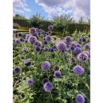 GREENBOSS FLOWER Bělotrn – Zbozi.Blesk.cz