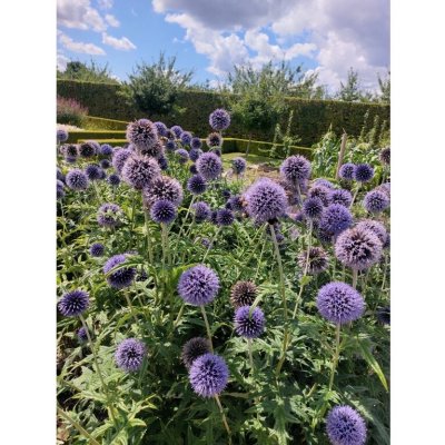 GREENBOSS FLOWER Bělotrn – Zbozi.Blesk.cz