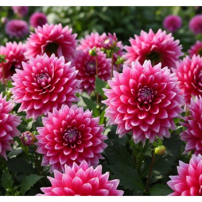 Jiřina 'Mero Star' 1 ks – Zboží Dáma