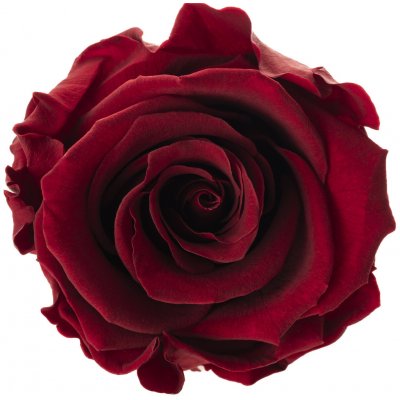 Lucy Burgundy - tmavě červená (Kytička 1x stabilizovaná "věčná" růže) – Sleviste.cz