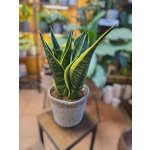 Sansevieria Futura Superba – Zboží Dáma