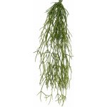 Rhipsalis popínavý, 50cm – Zboží Mobilmania