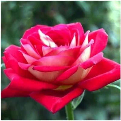 Růže velkokvětá keřová červenobílá - Rosa - prostokořenné sazenice růže - 1 ks – Zboží Mobilmania