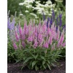 Rozrazil 'Veronica Pink' 1 ks – Sleviste.cz