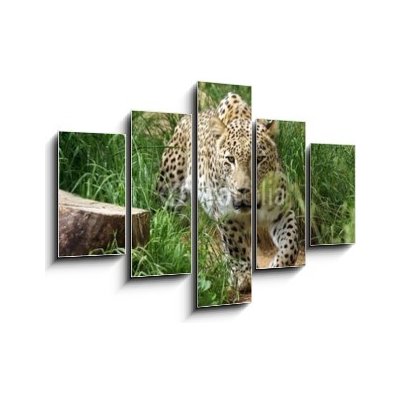 Obraz pětidílný 5D - 150 x 100 cm - SONY DSC leopard hunting bezuzdný – Zboží Mobilmania