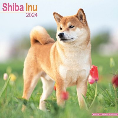 Shiba Inu Square Dog Breed Wall 16 Month 2024