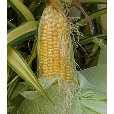 BIO Kukuřice cukrová Golden Bantam - Zea mays - bio semena - 16 ks