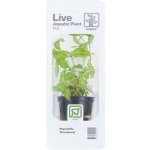 Hygrophila polysperma Rosanervig – Sleviste.cz