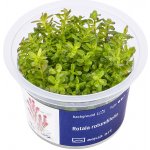 Rotala rotundifolia - Kolovka okrouhlolistá – Hledejceny.cz