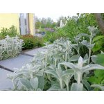 sazenice trvalka čistec vlnatý – Sleviste.cz