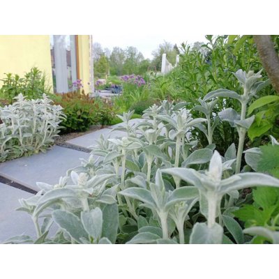 sazenice trvalka čistec vlnatý – Sleviste.cz