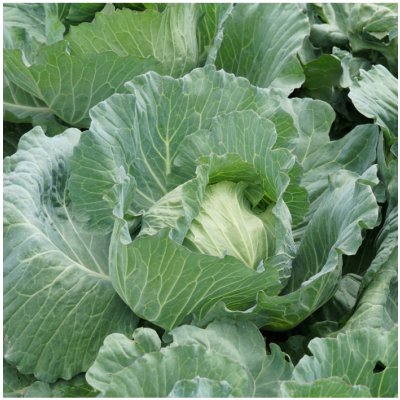 Zelí bílé Brunswijker - Brassica oleracea - prodej semen - 150 ks