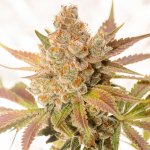Vision Seeds Orange Sherbert Auto semena neobsahují THC 3 ks – Hledejceny.cz