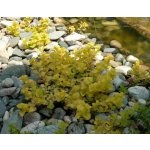 Lysimachia nummularia – Zboží Dáma