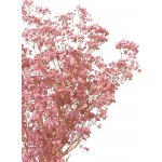 Nevěstin závoj/stabilizovaná Gypsophila svazek/kytice RŮŽOVÁ 100g – Zbozi.Blesk.cz