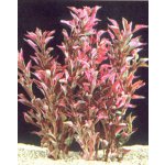 Alternanthera bettzickiana - Plevuňka červeně žíhaná – Zboží Dáma