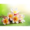 Tapety WEBLUX 42559107 Fototapeta papír Frangipani Tropical Spa Flower. Plumeria. Shallow DOF Frangipani tropické lázně květ. Plumeria. Mělké DOF rozměry 360 x 266 cm