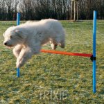 Trixie Agility překážka 3 tyče / 129/115 cm – Hledejceny.cz