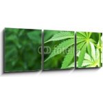 Obraz 3D třídílný - 150 x 50 cm - Young cannabis plant marijuana plant detail Mladá rostlina konopí marihuany detail rostliny