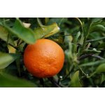Eoné Mandarinka červená 10 ml – Hledejceny.cz