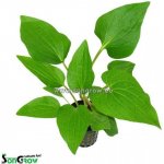 Saururus cernuus – Sleviste.cz