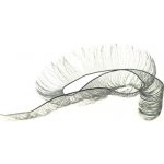 Řasa černá 12mm x 18cm – Zboží Dáma