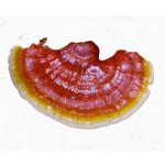 Dayzen reishi 30 ml – Hledejceny.cz