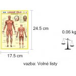 Lidské tělo - Svalová soustava – Zbozi.Blesk.cz