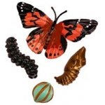 Insect Lore Životní cyklus Motýl – Zboží Dáma