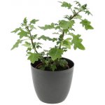 Migrénovník květináč 11cm – Zbozi.Blesk.cz