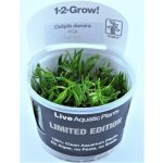 Didiplis diandra - Kalužník dvojmužný – Zboží Dáma