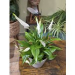 Spathiphyllum Chopin – Zbozi.Blesk.cz