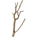 Hobby Korková větev 75-100 cm – Hledejceny.cz