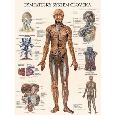 Vydavatelství Poznání Anatomický plakát - Lymfatický systém člověka 47 x 63 cm | CS, LA – Zboží Dáma