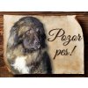 Autovýbava Sport hobby Cedulka Kavkazský pastevecký pes Pozor pes 20 x 15 cm