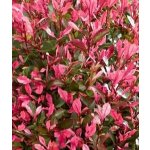 Photinia fraseri 'Fenna' Prodejní velikost: 030/040, Velikost hrnku: 3 l – Hledejceny.cz