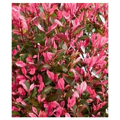 Photinia fraseri 'Fenna' Prodejní velikost: 030/040, Velikost hrnku: 3 l – Hledejceny.cz