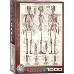 EuroGraphics Kosterní soustava The Skeletal System 1000 dílků – Sleviste.cz