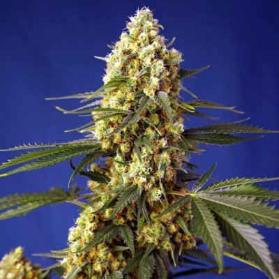 Sweet Seeds Strawberry Banana Gelato XL AUTO semena neobsahují THC 3 ks – Sleviste.cz