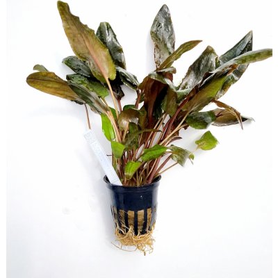 Cryptocoryne tropica - Kryptokoryna Wendtova var. Tropica – Zboží Dáma