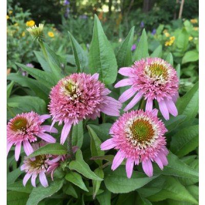 Třapatkovka Echinacea 'Butterfly Kisses' 1 ks – Sleviste.cz