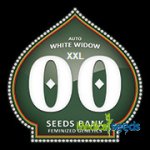 00 Seeds Bank AUTO White Widow XXL semena neobsahují THC 3 ks – Zboží Mobilmania