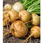 BIO Tuřín Wilhelmsburger Brassica napus var. napobrassica bio semena tuřínu 100 ks – Hledejceny.cz