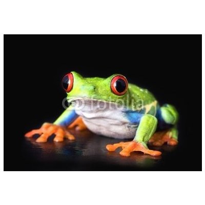 WEBLUX 6752978 Samolepka fólie frog closeup on black žába detailní na černé rozměry 145 x 100 cm – Zbozi.Blesk.cz