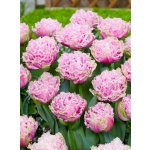 CAIRNS - RŮŽOVÝ TULIPÁN Množství cibulek v jednom balení: 5 ks – Sleviste.cz