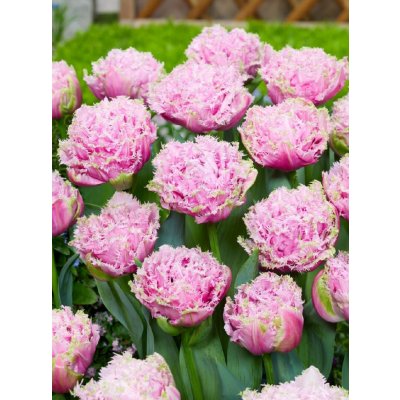 CAIRNS - RŮŽOVÝ TULIPÁN Množství cibulek v jednom balení: 5 ks – Sleviste.cz