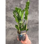 Zamioculcas Lima – Zboží Dáma